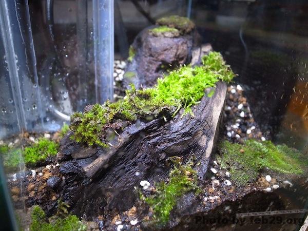 苔のアパート 小型水槽で始める苔テラリウム 何苔だかわからないのも同居中 ビバアクア 熱帯魚を飼ってみよう