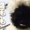 アルパカ超えのかわいさ!シュバルツナーゼがぬいぐるみ級に可愛い!!