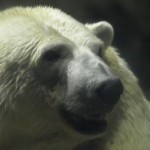夜の旭山動物園と、旭川の夜景を楽しめる嵐山展望台に感動