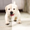 簡単画像編集!普通の写真をふんわり柔らかい光に包まれた写真にする方法2パターン
