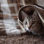 たかが1センチ?こたつの高さを変えるとこんなに快適!